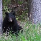 Protective Mother Bear
 / Сердитая медведица